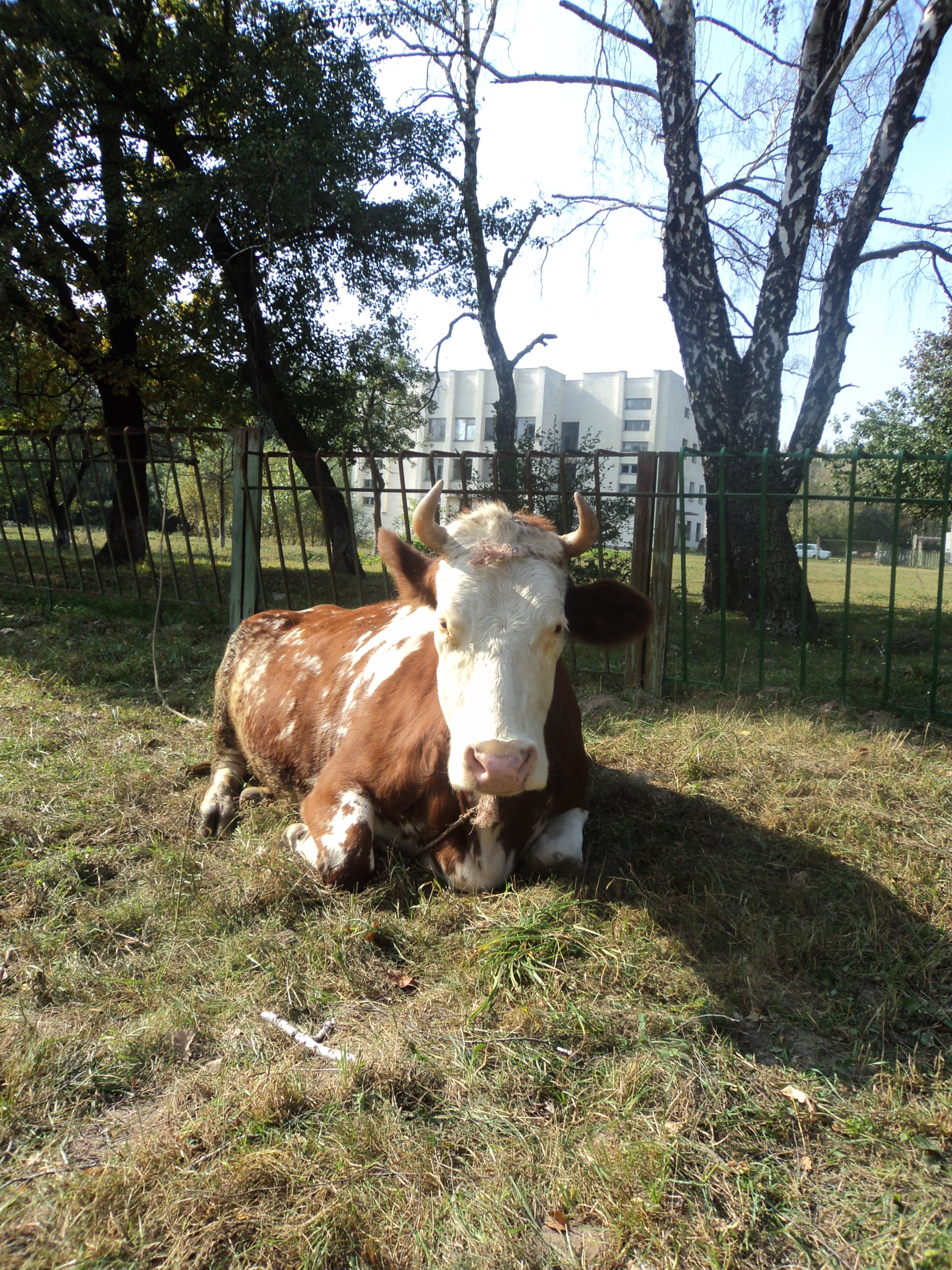 •"Posvátné Krávy"-  Brankáři  Hradla "Cesty Života"*•"Sacred Cows"- The Gatekeepers "Road Of Life" 