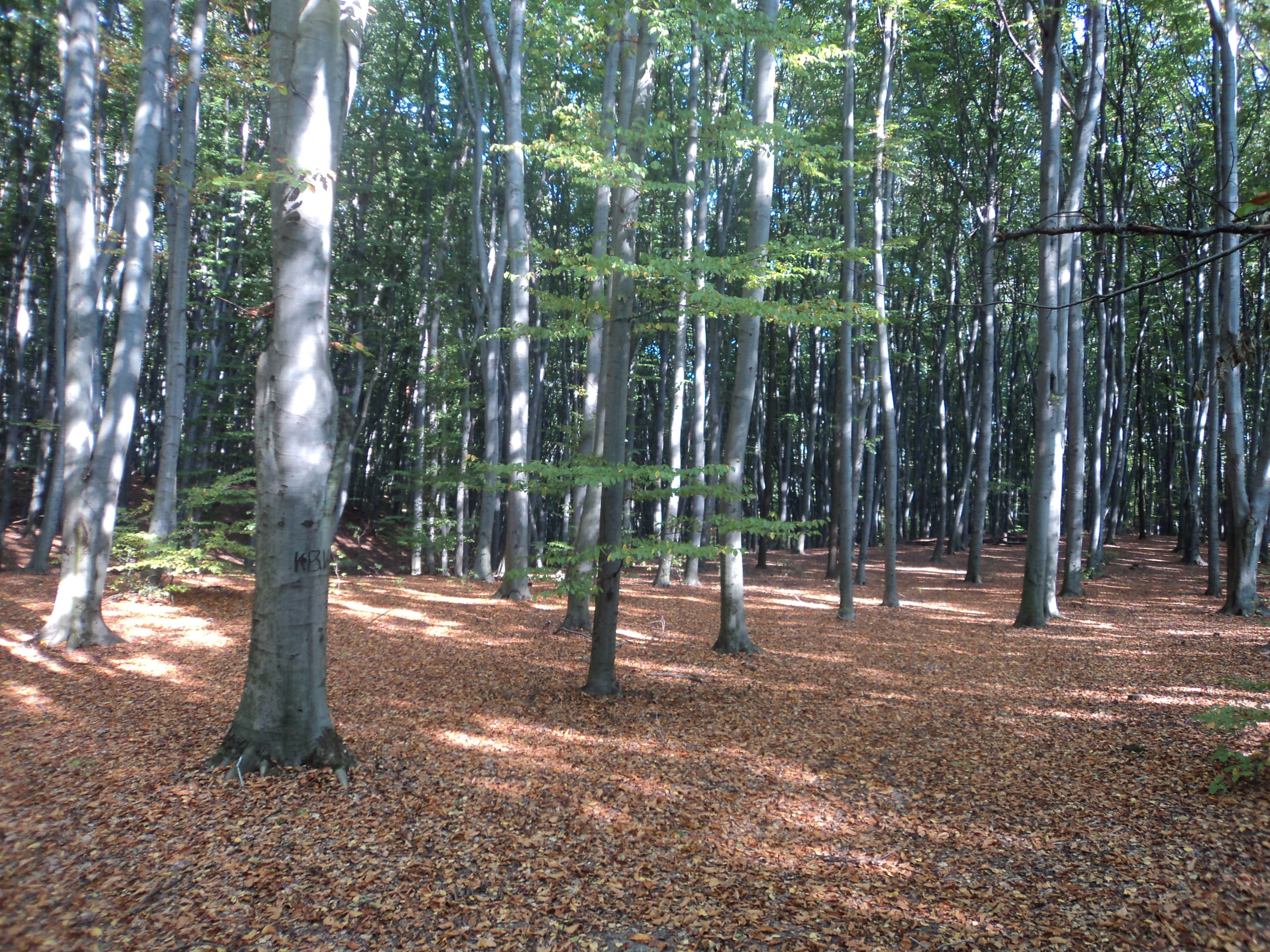   Zasadil lesa pro "Setí Hlas"* Planted forest for "Sowing the Voice"